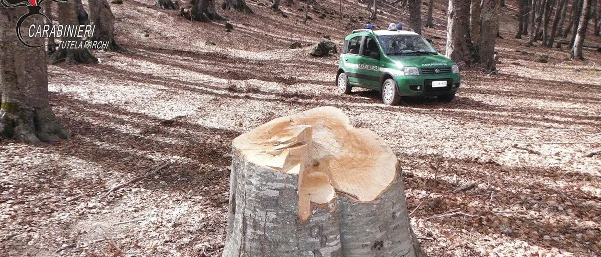 Sorpresi ad abbattere un faggio nel Parco della Sila: due denunce