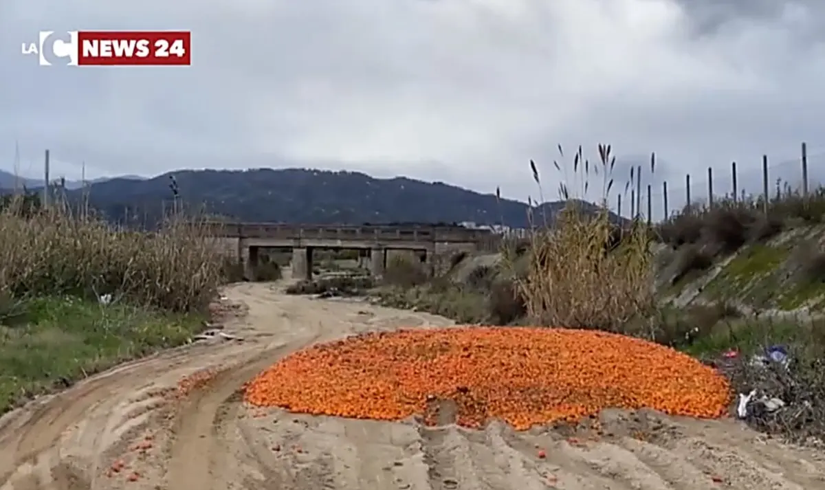 Corigliano-Rossano, carcasse di animali e clementine invendute gettate nel torrente Gennarito