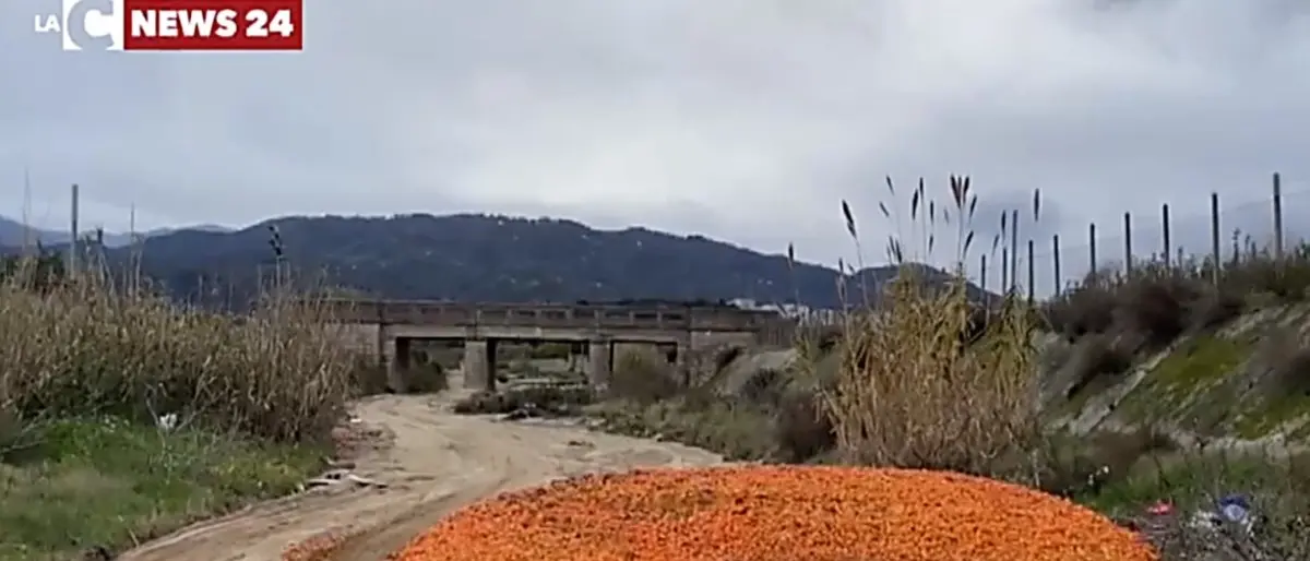 Corigliano-Rossano, carcasse di animali e clementine invendute gettate nel torrente Gennarito