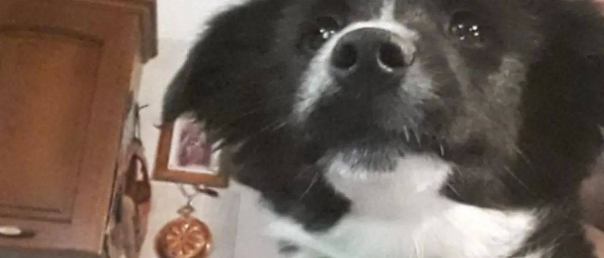 Il padrone si ammala di Covid e per due mesi il suo cane lo aspetta davanti casa
