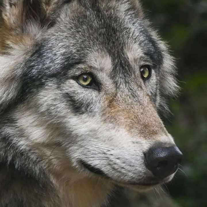 Morto il lupo di Squillace: era finito in una trappola per cinghiali