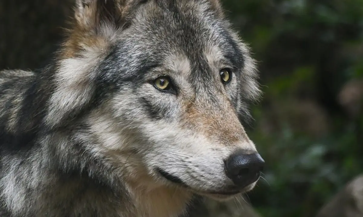 Morto il lupo di Squillace: era finito in una trappola per cinghiali