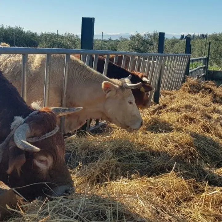 Blitz della Forestale in una azienda zootecnica nel Cosentino: denunciato proprietario