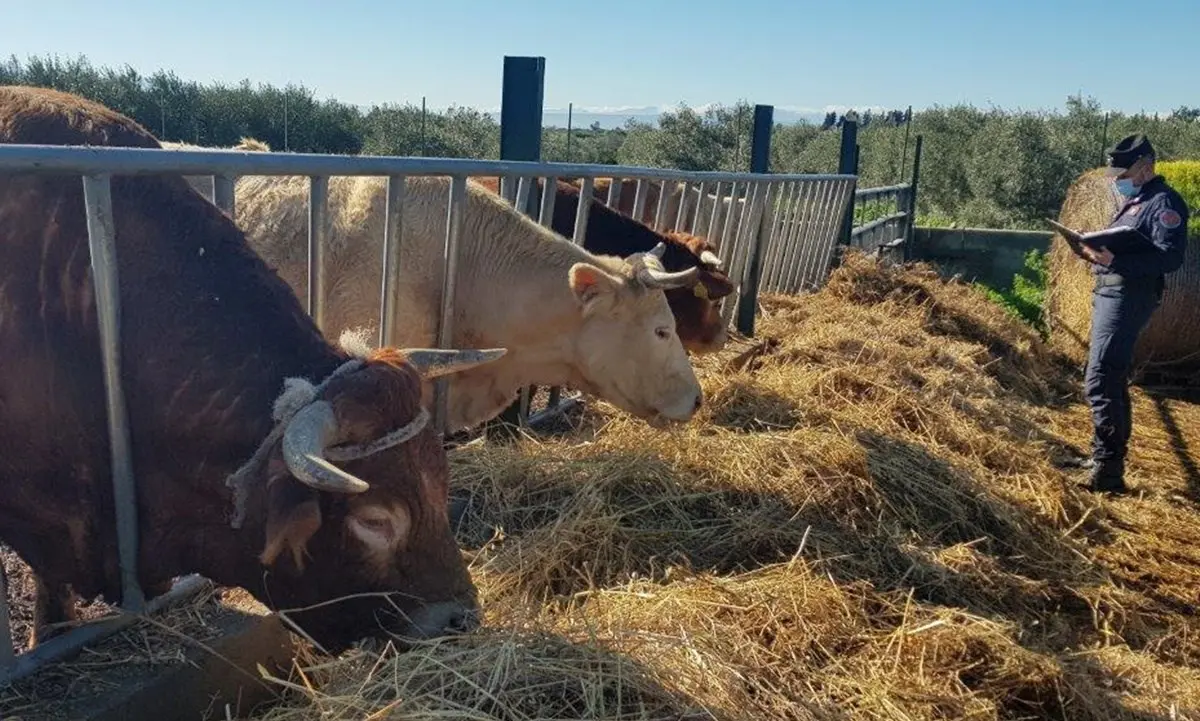 Blitz della Forestale in una azienda zootecnica nel Cosentino: denunciato proprietario