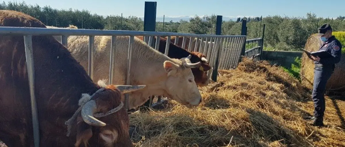 Blitz della Forestale in una azienda zootecnica nel Cosentino: denunciato proprietario