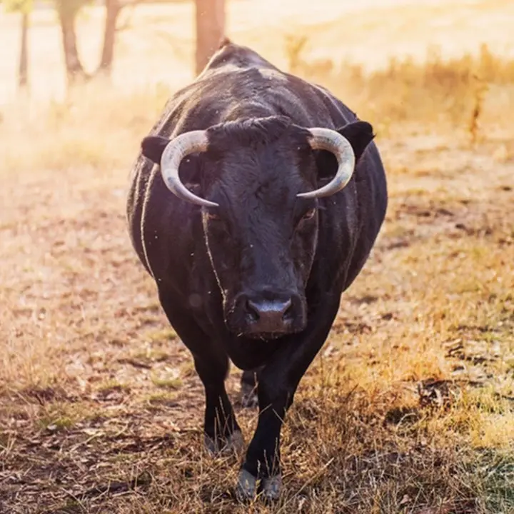 Incornato da un toro nelle campagne del Reggino, 57enne ferito gravemente