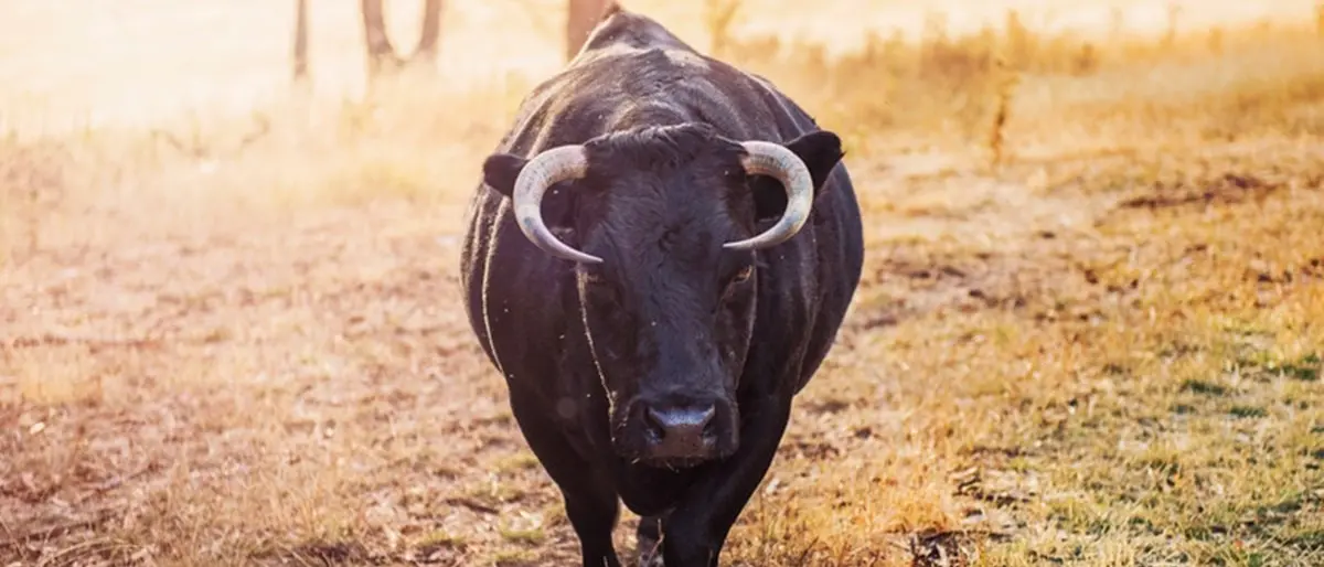 Incornato da un toro nelle campagne del Reggino, 57enne ferito gravemente