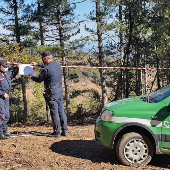 Taglio di alberi non autorizzato in Sila, denunciato titolare di una ditta