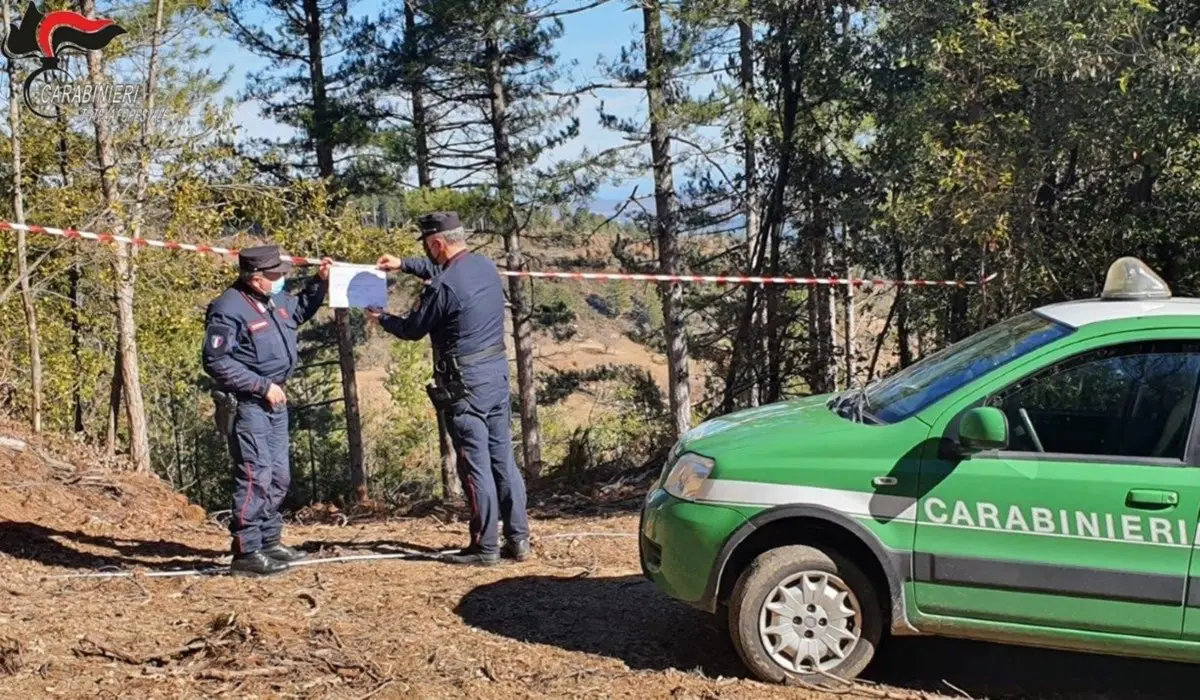 Taglio di alberi non autorizzato in Sila, denunciato titolare di una ditta