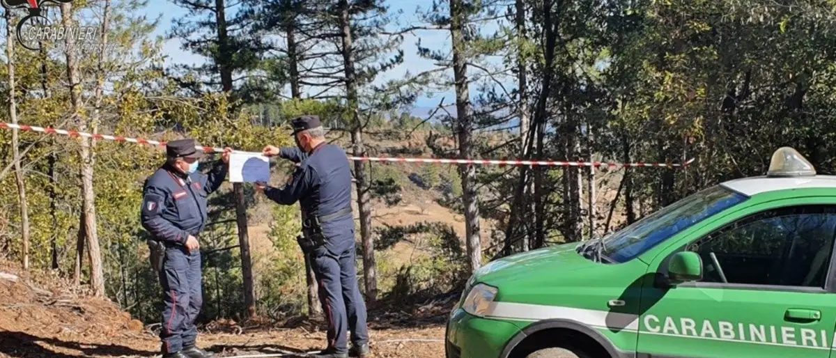 Taglio di alberi non autorizzato in Sila, denunciato titolare di una ditta