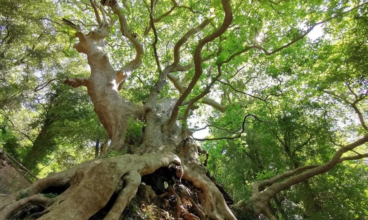 Il Platano di Curinga candidato ad albero europeo dell'anno