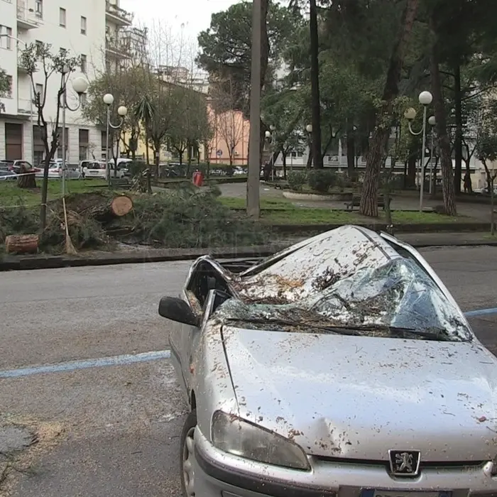 Cosenza, albero cade per il forte vento: distrutta un'auto parcheggiata