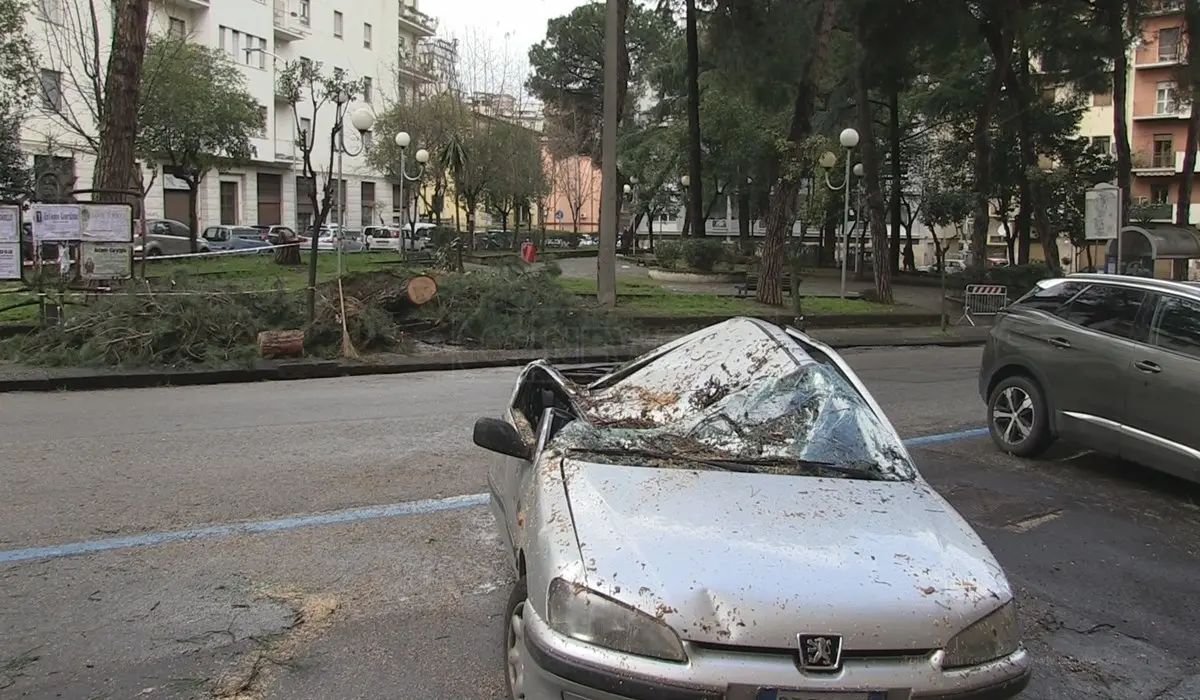 Cosenza, albero cade per il forte vento: distrutta un'auto parcheggiata