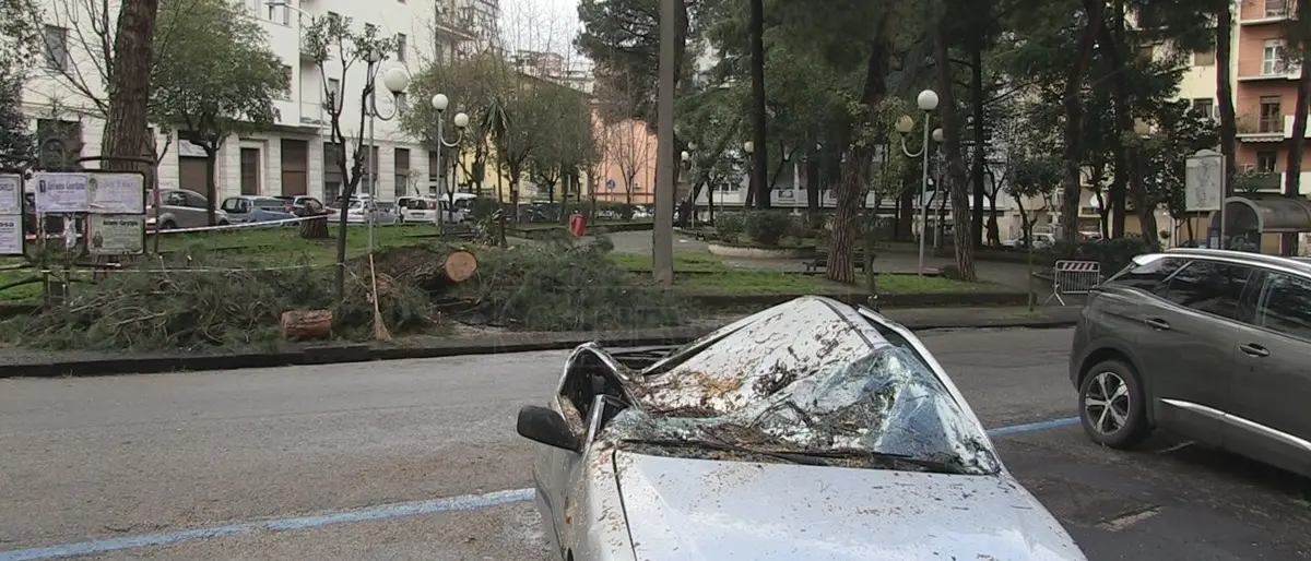 Cosenza, albero cade per il forte vento: distrutta un'auto parcheggiata