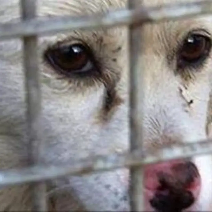 Reggio Calabria, truffa al Comune e maltrattamento di animali: 17 rinvii a giudizio
