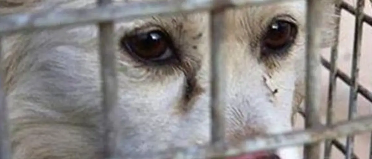 Reggio Calabria, truffa al Comune e maltrattamento di animali: 17 rinvii a giudizio