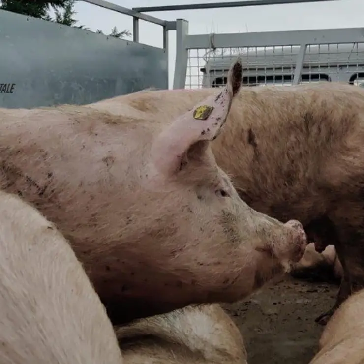 Macellazione clandestina, denunciato un allevatore nella Sibaritide