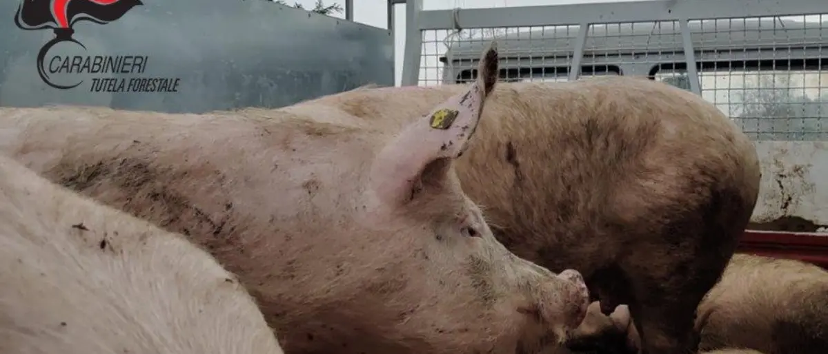 Macellazione clandestina, denunciato un allevatore nella Sibaritide