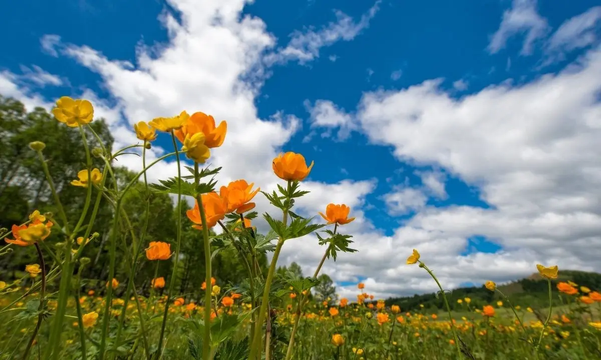 Meteo Calabria, scorci di primavera: nel weekend massime intorno ai 20 gradi