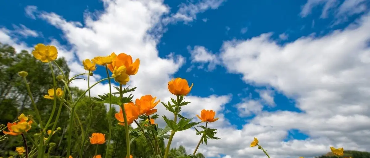 Meteo Calabria, scorci di primavera: nel weekend massime intorno ai 20 gradi