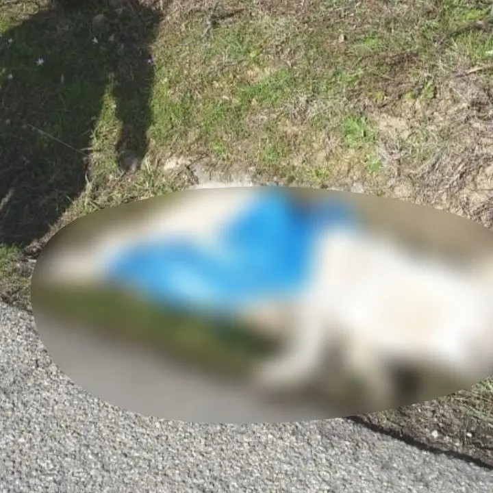 Corigliano Rossano, rinvenuti altri due cani morti in zona Ceradonna