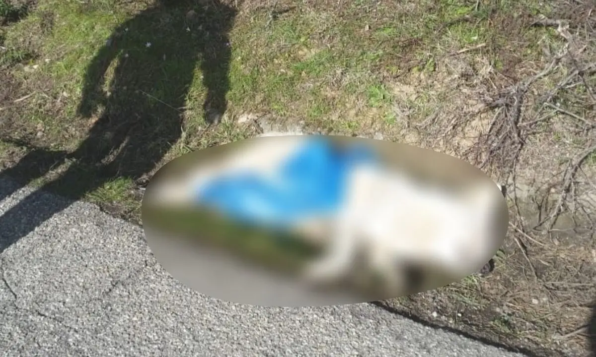 Corigliano Rossano, rinvenuti altri due cani morti in zona Ceradonna