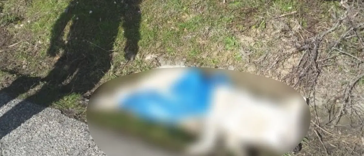 Corigliano Rossano, rinvenuti altri due cani morti in zona Ceradonna