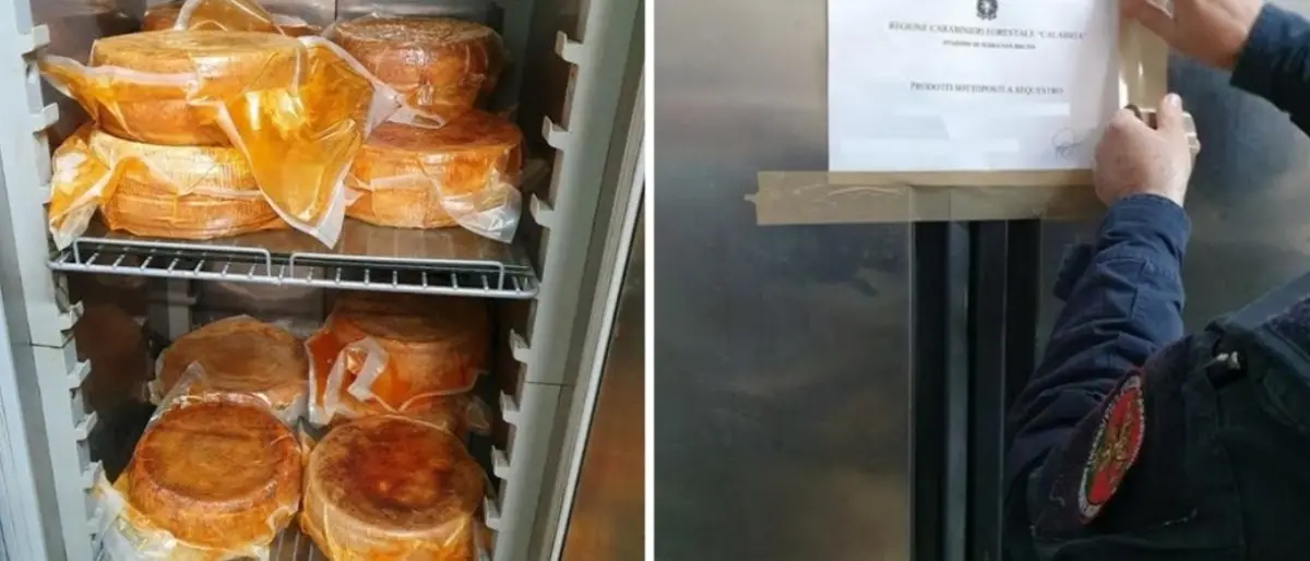 Sequestrati 120 chili di formaggi senza etichetta nel Vibonese, multa da 1500 euro