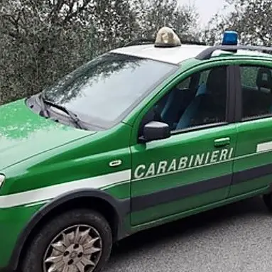 Sequestrata discarica abusiva in un agrumeto nel Lametino, una denuncia