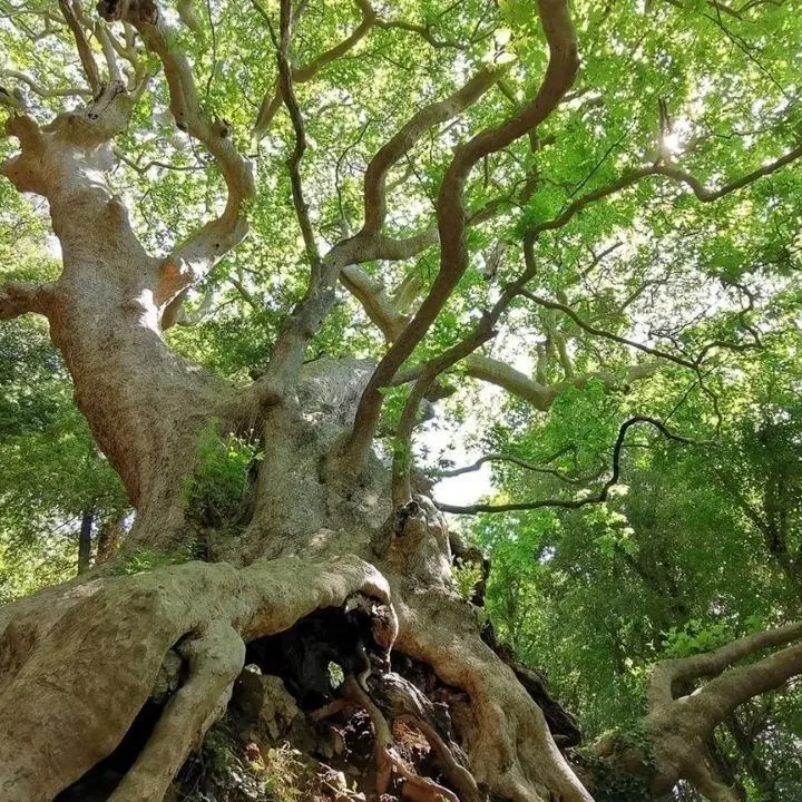 Curinga, boom di presenze per il Platano millenario: visitatori da tutta la Calabria