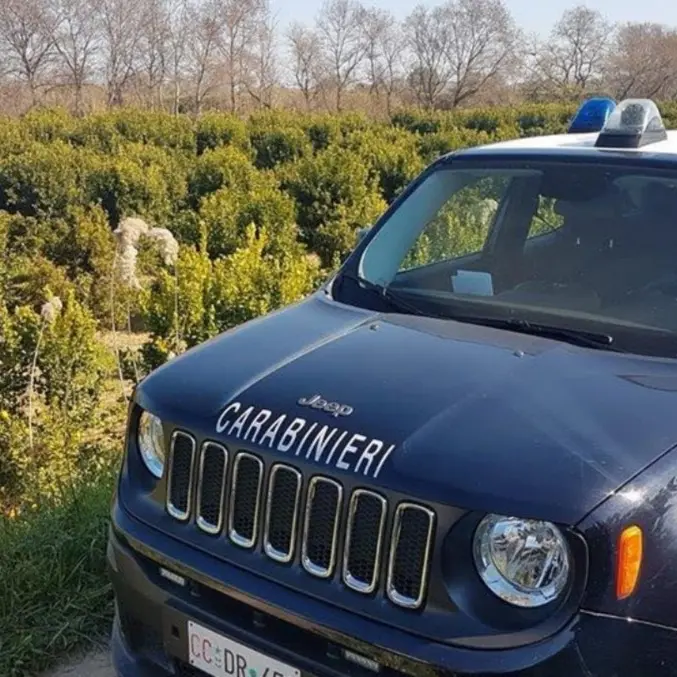 Agrumeti abusivi sulle sponde del fiume Crati: sequestri e 16 indagati a Corigliano