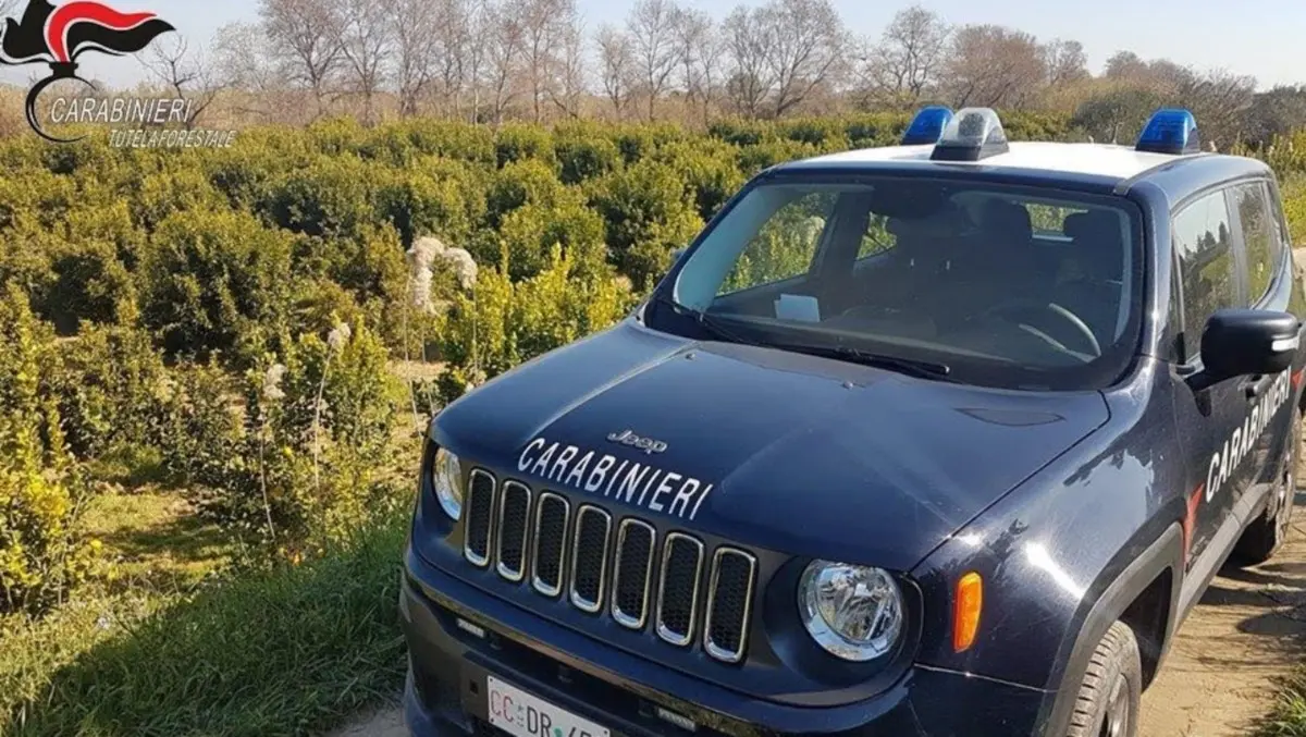 Agrumeti abusivi sulle sponde del fiume Crati: sequestri e 16 indagati a Corigliano