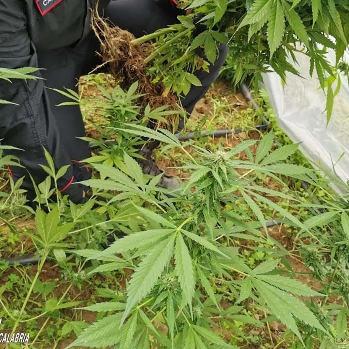 Coltivazione piantagione di marijuana nel Reggino, 20enne all’obbligo di dimora
