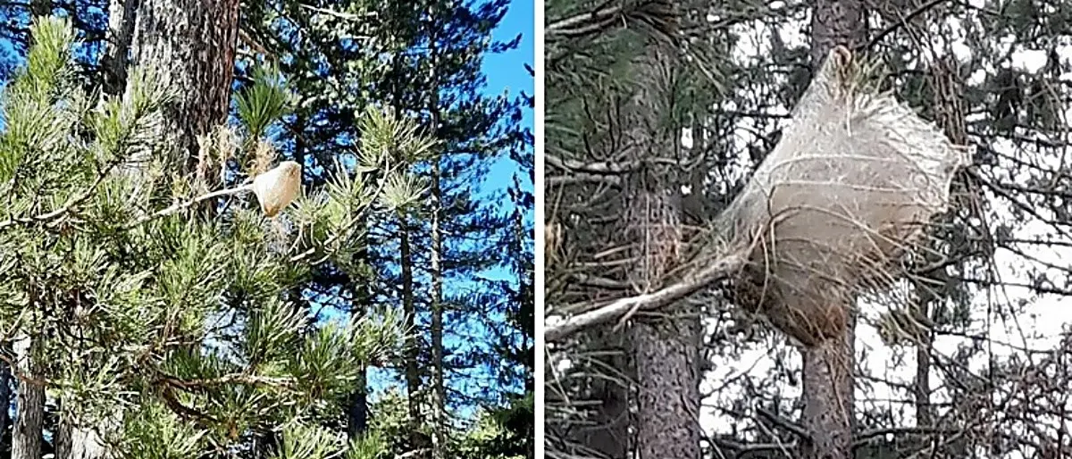 Allarme processionaria in Sila. L’ex parlamentare Laratta: «S’intervenga»