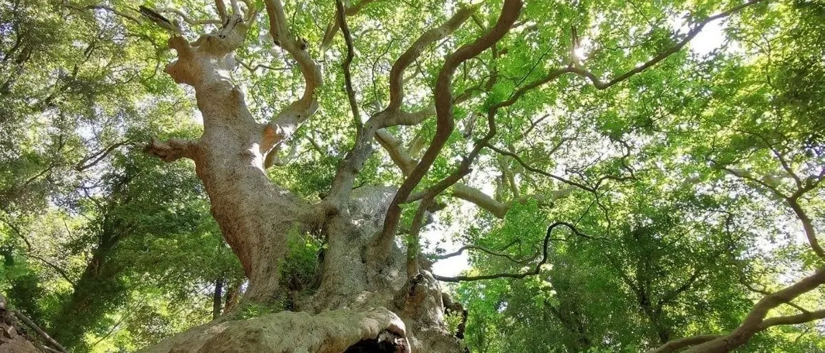 Albero europeo dell'anno, il Platano di Curinga si aggiudica il secondo posto