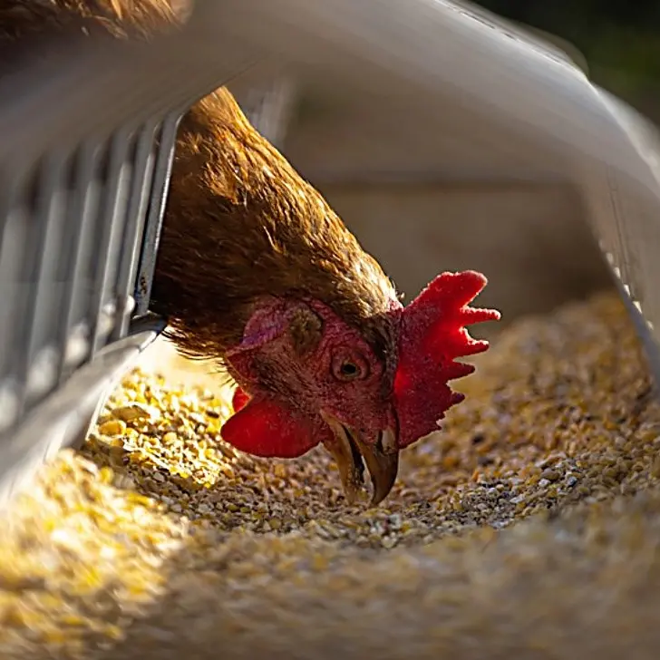 Carro armato sbaglia mira e centra un allevamento di galline: la Procura apre un’inchiesta