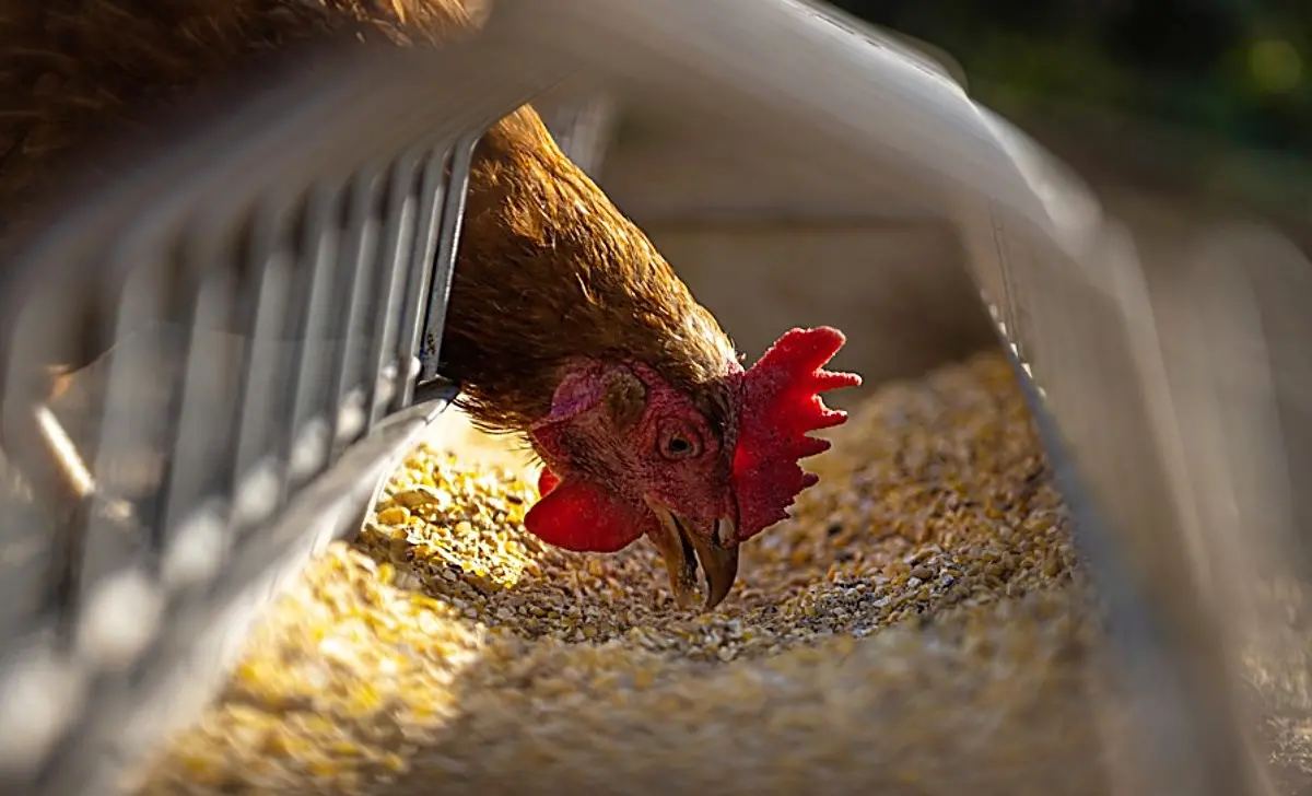 Carro armato sbaglia mira e centra un allevamento di galline: la Procura apre un’inchiesta