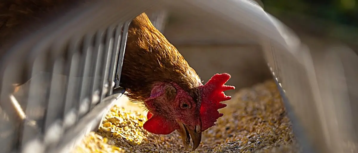 Carro armato sbaglia mira e centra un allevamento di galline: la Procura apre un’inchiesta