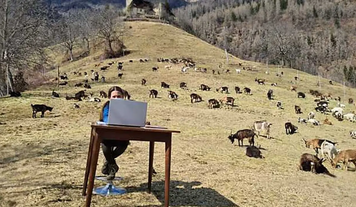 La scuola è chiusa, Fiammetta segue le lezioni on line sulle montagne circondata dalle capre