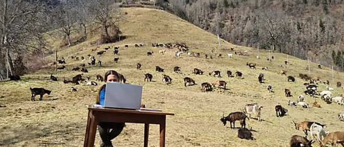 La scuola è chiusa, Fiammetta segue le lezioni on line sulle montagne circondata dalle capre