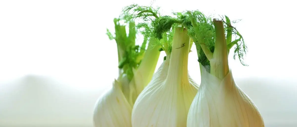 Isola Capo Rizzuto, la carenza d'acqua mette a rischio le produzioni agricole