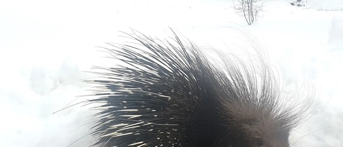 Istrice stremato da freddo e neve salvato dalla polizia provinciale in Sila: video