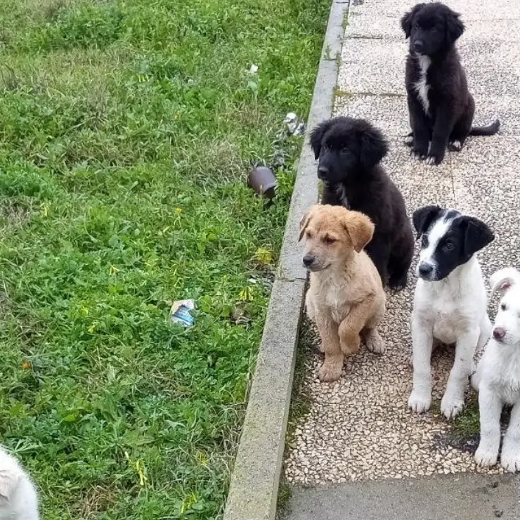 Le mani della ‘ndrangheta sui canili comunali: la denuncia del movimento animalista
