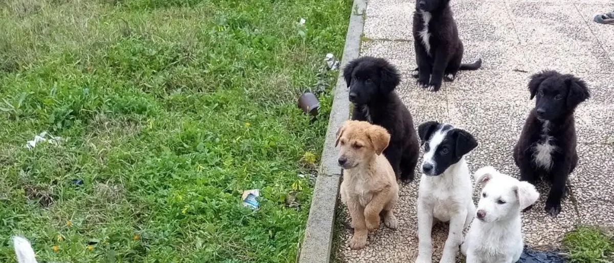 Le mani della ‘ndrangheta sui canili comunali: la denuncia del movimento animalista