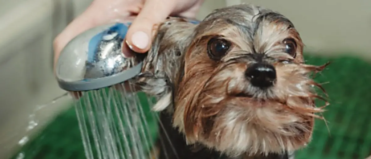 Calabria zona rossa, lo sfogo di una toelettatrice: «Lavoriamo in sicurezza, perché chiuderci?»