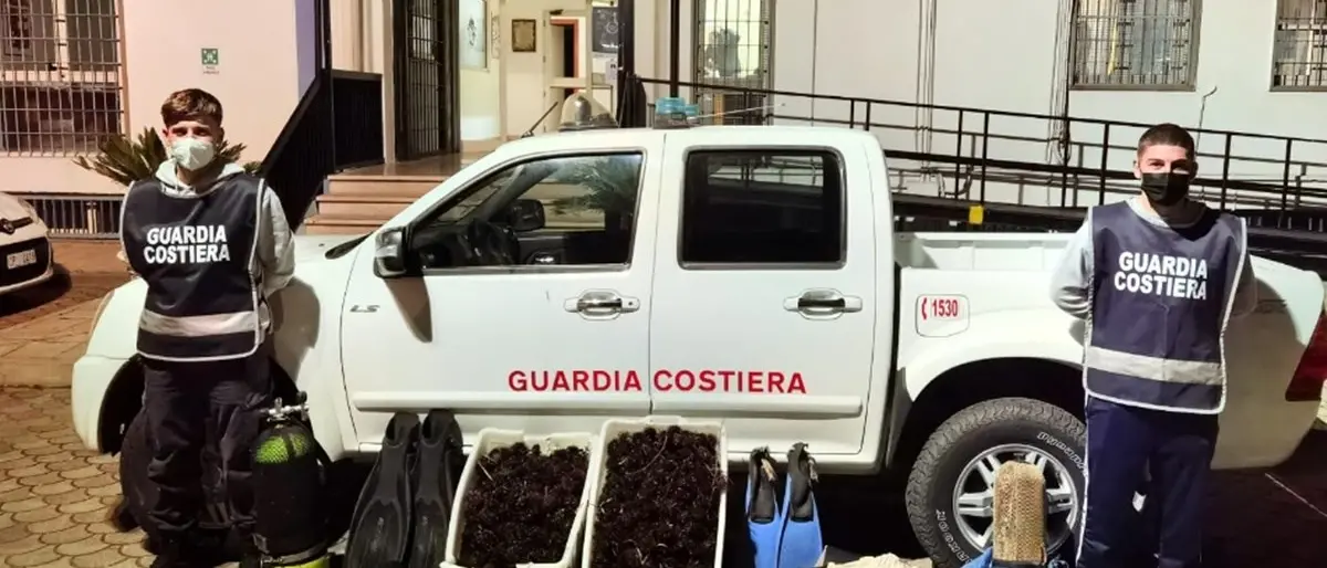 Trebisacce, trovati con 1800 ricci di mare: 3mila euro di multa a 3 pescatori di frodo