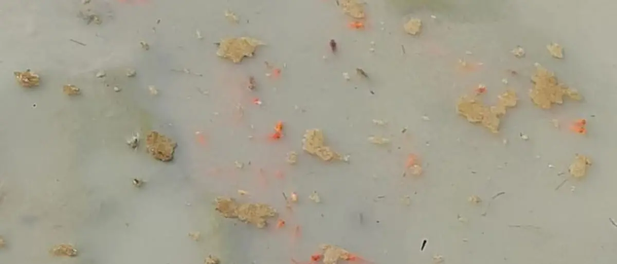 Crotone, moria di pesci a Parco Pitagora: l'Enpa punta il dito ma il gestore smentisce