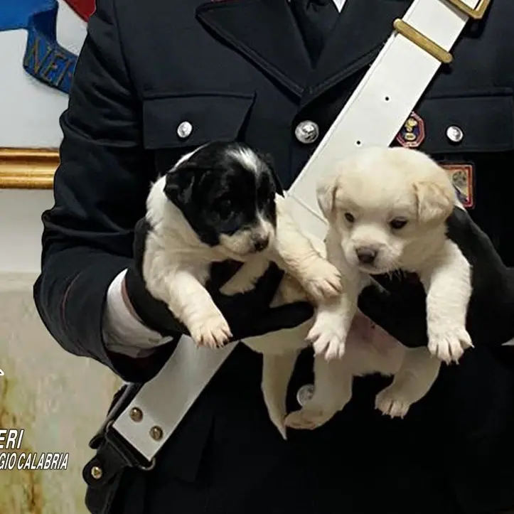 Cagnolini abbandonati tra i rifiuti messi in salvo dai carabinieri di Gioia Tauro