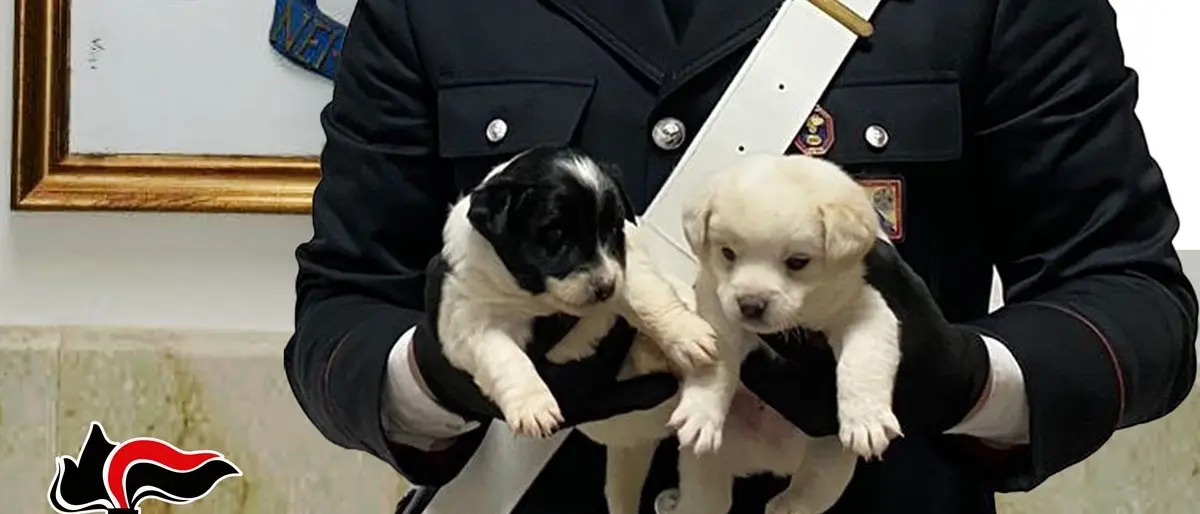 Cagnolini abbandonati tra i rifiuti messi in salvo dai carabinieri di Gioia Tauro