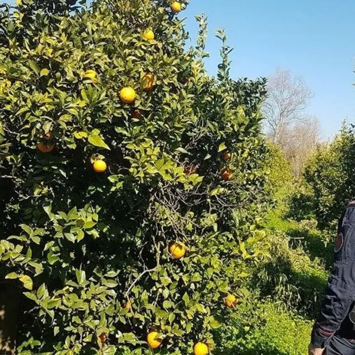 Sibaritide, sequestrati agrumeti sulle sponde del fiume Crati: 4 denunce